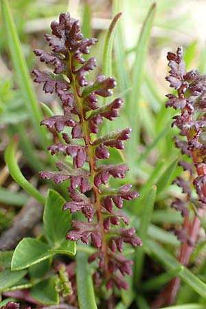 Pedicularis kerneri \ Bndner Lusekraut, Kerners Lusekraut / Kerner's Lousewort, F Col de la Bonette 8.7.2016