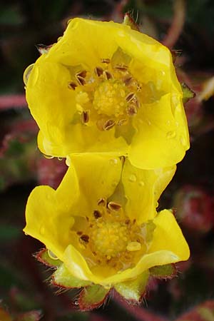 Potentilla crantzii \ Zottiges Fingerkraut / Alpine Cinquefoil, F Queyras, Fontgillarde 30.4.2023