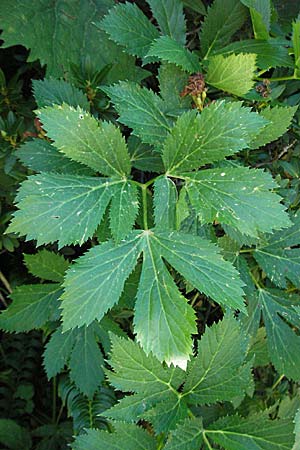 Peucedanum ostruthium \ Meisterwurz / Masterwort, F Pyrenäen/Pyrenees, Eyne 9.8.2006