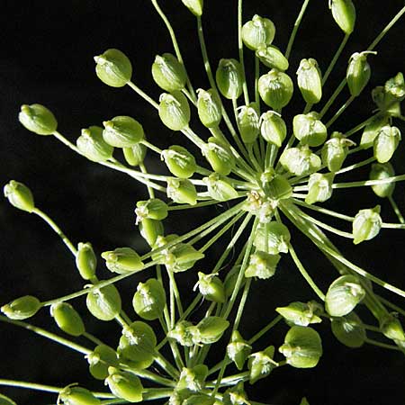 Peucedanum ostruthium \ Meisterwurz / Masterwort, F Pyrenäen/Pyrenees, Eyne 9.8.2006