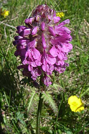 Pedicularis verticillata \ Quirlblttriges Lusekraut / Verticillate Lousewort, F Col de Saisies 21.6.2008