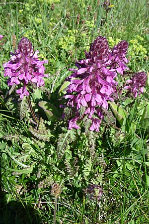 Pedicularis verticillata \ Quirlblttriges Lusekraut / Verticillate Lousewort, F Col de Saisies 21.6.2008