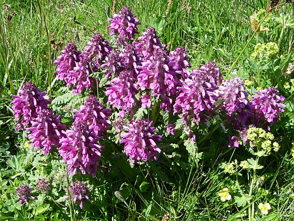 Pedicularis verticillata \ Quirlblttriges Lusekraut / Verticillate Lousewort, F Col de Saisies 21.6.2008