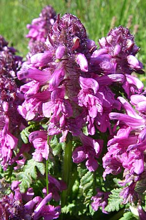 Pedicularis verticillata \ Quirlblttriges Lusekraut / Verticillate Lousewort, F Col de Saisies 21.6.2008