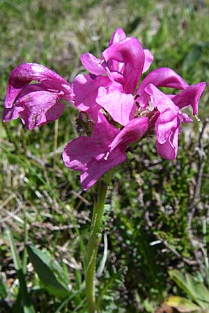 Pedicularis pyrenaica \ Pyrenen-Lusekraut / Pyrenean Lousewort, F Pyrenäen/Pyrenees, Puymorens 26.6.2008