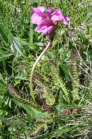 Pedicularis pyrenaica \ Pyrenen-Lusekraut, F Pyrenäen, Puymorens 26.6.2008