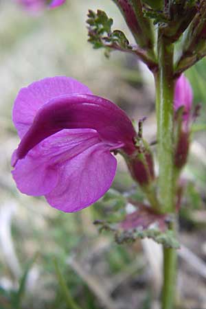 Pedicularis pyrenaica \ Pyrenen-Lusekraut / Pyrenean Lousewort, F Pyrenäen/Pyrenees, Port d'Envalira 26.6.2008