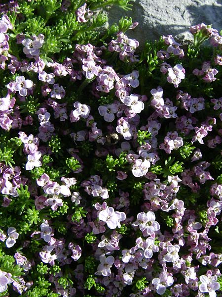 Petrocallis pyrenaica / Pyrenean Whitlow Grass, F Col de Lautaret Botan. Gar. 28.6.2008