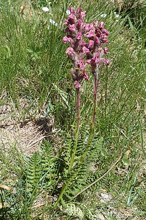 Pedicularis rostratospicata subsp. helvetica \ Schweizer hren-Lusekraut, F Col de la Cayolle 9.7.2016