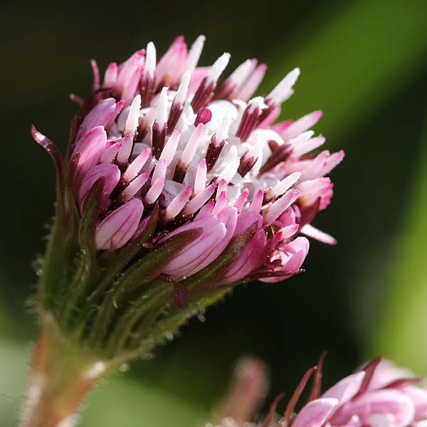 Petasites pyrenaicus \ Vanille-Pestwurz, F Castellar bei Menton 24.2.2019 (Photo: Uwe & Katja Grabner)