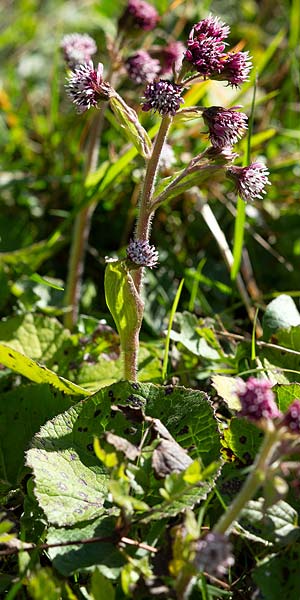 Petasites pyrenaicus \ Vanille-Pestwurz / Pyrenean Butterbur, F Castellar bei/near Menton 24.2.2019 (Photo: Uwe & Katja Grabner)