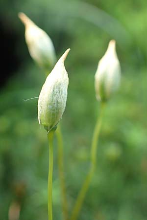 Polytrichastrum formosum \ Schnes Widertonmoos, Schnes Frauenhaarmoos, F Turquestein-Blancrupt 30.5.2018