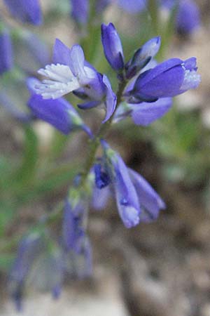 Polygala comosa \ Schopfige Kreuzblume, Schopfiges Kreuzblmchen / Tufted Milkwort, F Castellane 12.5.2007