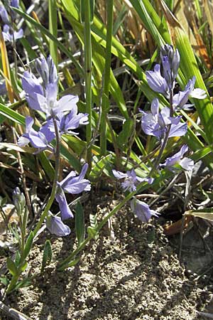 Polygala comosa \ Schopfige Kreuzblume, Schopfiges Kreuzblmchen, F Castellane 12.5.2007