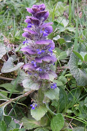 Ajuga pyramidalis \ Pyramiden-Gnsel / Pyramidal Bugle, F Pyrenäen/Pyrenees, Eyne 25.6.2008