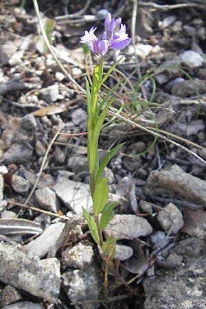 Polygala comosa \ Schopfige Kreuzblume, Schopfiges Kreuzblmchen / Tufted Milkwort, F Saint-Guilhem-le-Desert 1.6.2009