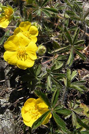 Potentilla heptaphylla ? \ Siebenblttriges Fingerkraut / Seven-Leaved Cinquefoil, F Mont Aigoual 29.5.2009