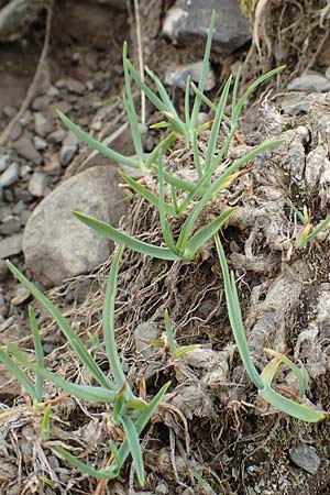 Phleum alpinum \ Alpen-Lieschgras / Alpine Cat's-Tail, F Col de la Bonette 8.7.2016