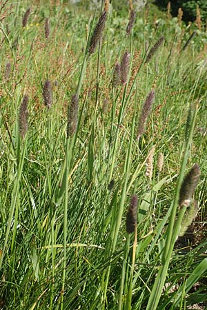 Phleum hirsutum \ Raues Lieschgras, Matten-Lieschgras, F Collet de Allevard 9.7.2016