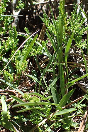 Phyteuma hemisphaericum \ Halbkugelige Teufelskralle, F Pyrenäen, Mont Louis 3.8.2018