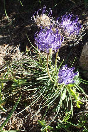 Phyteuma hemisphaericum \ Halbkugelige Teufelskralle, F Pyrenäen, Mont Louis 3.8.2018