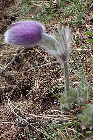 Pulsatilla halleri \ Hallers Kuhschelle, F Col de Gleize 29.4.2023