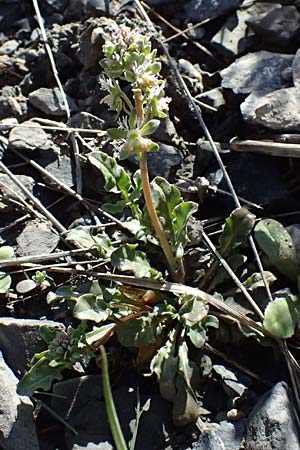 Reseda phyteuma \ Rapunzel-Resede, Sternfrucht / Corn Mignonette, Rampion Mignonette, F Remollon 15.3.2024