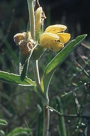 Phlomis lychnitis \ Filziges Brandkraut, F Corbières, Treilles 27.5.2005