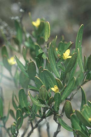 Cneorum tricoccon \ Dreibeeriger Zeiland, Zwerg-lbaum, F Corbières, Treilles 1.5.2005