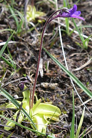 Pinguicula vulgaris \ Gemeines Fettkraut, F Pyrenäen, Eyne 24.6.2008