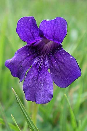 Pinguicula grandiflora \ Grobltiges Fettkraut, F Pyrenäen, Eyne 25.6.2008