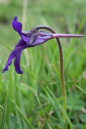 Pinguicula grandiflora \ Grobltiges Fettkraut / Large-flowered Butterwort, F Pyrenäen/Pyrenees, Eyne 25.6.2008