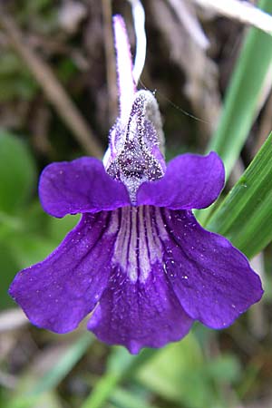 Pinguicula grandiflora \ Grobltiges Fettkraut, F Pyrenäen, Eyne 25.6.2008