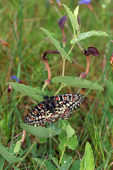 Aristolochia pistolochia \ Pistolochia-Osterluzei / Pistolochia Birthwort, F Belgentier 17.5.2008 (Photo: Uwe & Katja Grabner)