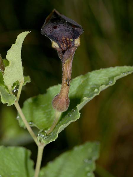 Aristolochia pistolochia / Pistolochia Birthwort, F Belgentier 17.5.2008 (Photo: Uwe & Katja Grabner)