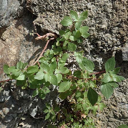 Parietaria judaica \ stiges Glaskraut, Mauer-Glaskraut / Pellitory-of-the-Wall, F Pyrenäen/Pyrenees, Evol 8.8.2018