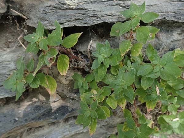 Parietaria judaica \ stiges Glaskraut, Mauer-Glaskraut / Pellitory-of-the-Wall, F Pyrenäen/Pyrenees, Evol 8.8.2018