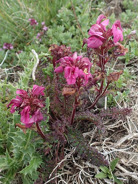 Pedicularis kerneri \ Bndner Lusekraut, Kerners Lusekraut / Kerner's Lousewort, F Col de la Bonette 8.7.2016