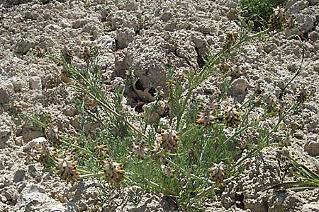 Platycapnos spicatus / Spiked Platycapnos, F Lambesc 9.6.2006