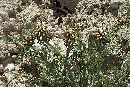 Platycapnos spicatus \ hriger Breitsporn / Spiked Platycapnos, F Lambesc 9.6.2006