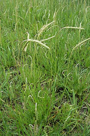 Plantago coronopus subsp. coronopus \ Krhenfu-Wegerich, F Mauguio 13.5.2007