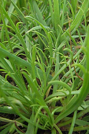 Plantago coronopus subsp. coronopus \ Krhenfu-Wegerich / Buck's-horn Plantain, F Mauguio 13.5.2007