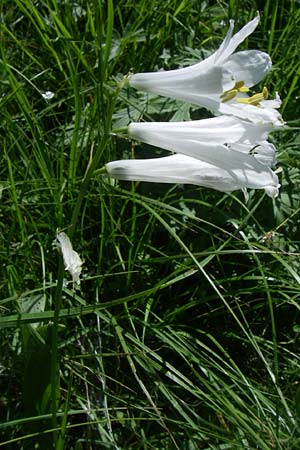 Paradisea liliastrum \ Weie Trichter-Lilie, Paradies-Lilie / St Bruno's Lily, F Col Agnel 22.6.2008