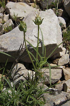 Psyllium sempervirens / Shrubby Plantain, F Saint-Guilhem-le-Desert 1.6.2009