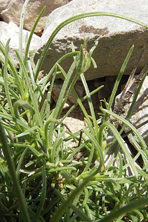 Plantago sempervirens \ Halbstrauchiger Wegerich, F Saint-Guilhem-le-Desert 1.6.2009