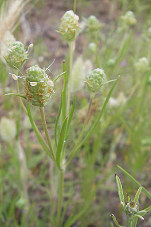 Plantago arenaria \ Sand-Wegerich, F Sète 5.6.2009