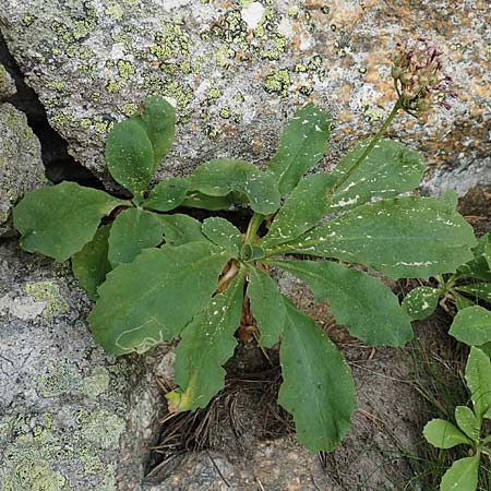 Primula latifolia \ Breitblttrige Primel / Viscid Primrose, F Pyrenäen/Pyrenees, Col de Mantet 28.7.2018