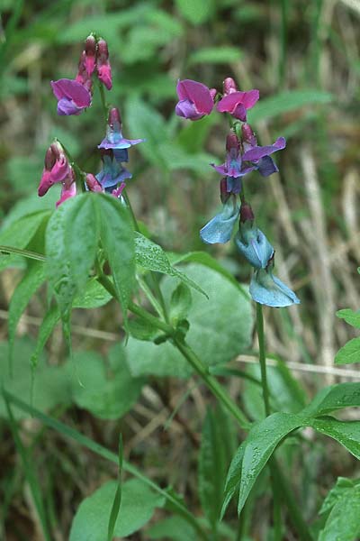 Lathyrus vernus \ Frhlings-Platterbse, F Montelimar 30.5.2005