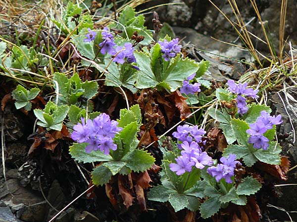 Primula marginata \ Gewelltrandige Primel, F L'Authion 1.5.2023