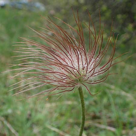 Pulsatilla montana subsp. montana / Mountain Pasque-Flower, F Champcella 29.4.2023